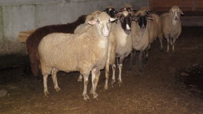 БАБХ откри огнище на шарка по овце в Бургаско, унищожава цялото стопанство