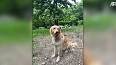 След разстрела на куче в Герман: Извършителят е на свобода срещу 1500 евро