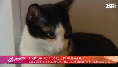 "Домашен любимец": На кафе с котката