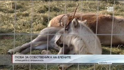 Глоба за собственика на елените, затворени като атракция пред  мол
