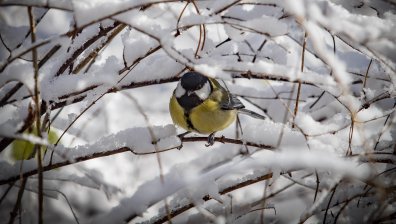 Синоптик: Зимата се настанява със студ до -13°, снегът ще се задържи