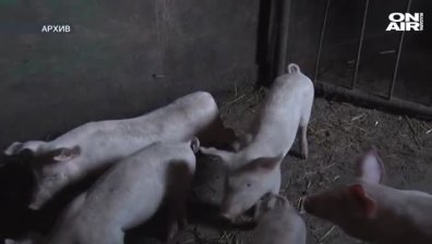 Откриха огнище на африканска чума в домашно стопанство в Мизия