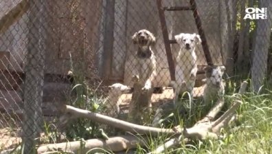 Денонощен шум, агресия, мизерия - в Русе пропищяха от кучкарник