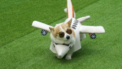 Спринт, костюми и лай - "Corgi Race 2025" в литовската столица (ВИДЕО+СНИМКИ)