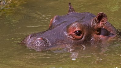 Хипопотамите на Пабло Ескобар носели негативни последици за водните ресурси