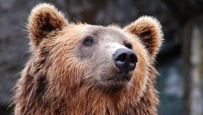Мечокът Костадин от Добрич се събуди от зимен сън и излезе от бърлогата си