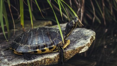 Доброволци пуснаха 1200 малки костенурки на свобода в Колумбия 