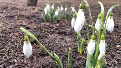 Зима ли е, или пролет? Кокичета вместо сняг в Смолян за Коледа