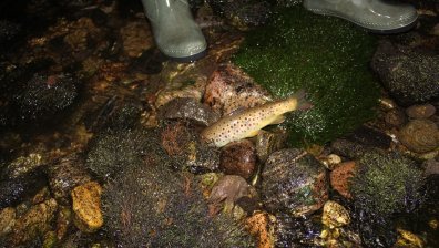 Кричим пред екологична катастрофа заради пресъхването на Въча