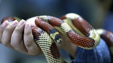 Жертва и 140 болни в Япония след консумация на змиорка на скара