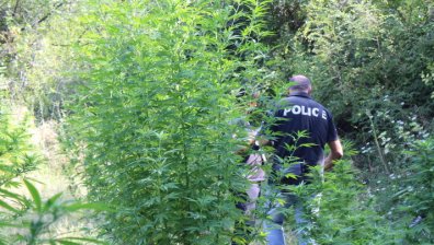 Откриха близо 128 к. канабис в Струмяни, полицията е установила две замесени лица 