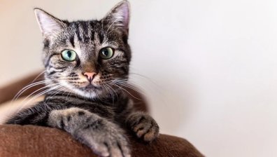 В САЩ откриха мутация на птичи грип и при котки