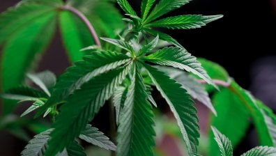 Откриха над 13 кг марихуана край село Ощава, искат най-тежката мярка за 41-годишен мъж