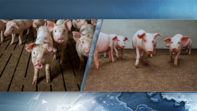 Съмнения за африканска чума и във Видинско