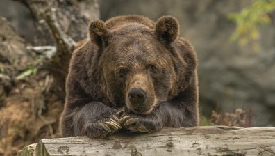 Гоним мечки от градовете, но без да стреляме с оръжие по тях