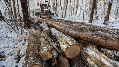 Прокуратурата проверява сечта на дървета в Борисовата градина