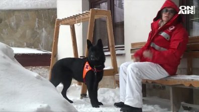 Кучета спасители търсят попадналите в беда в планината