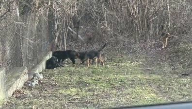 Глутница кучета около детска градина в София стряска деца и родители