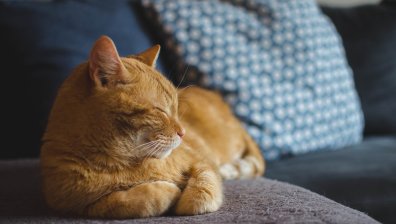 Котките са станали по-дружелюбни към стопаните си по време на пандемията