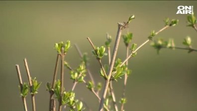 Посрещаме астрономическата пролет в полунощ