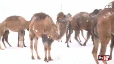 Стадо камили танцува в снега