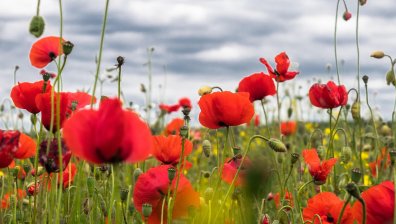 Времето днес: Предимно топло със слаби валежи с летен характер