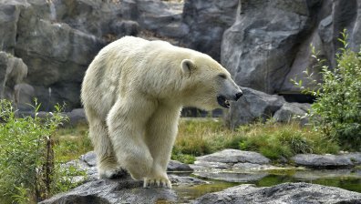 Вандализъм в Русия: Брандираха мечка с надпис Т-34 (+Видео)