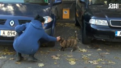 Истерия в Бургас, издирват сериен убиец на бездомни котки