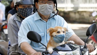 Продажбите на предпазни маски за кучета отчитат рекорд