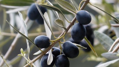 Маслините са суперхрана - намаляват риска от рак и балансират нивата на кръвната захар