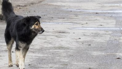 Опасни глутници кучета тормозят жителите на София и Варна