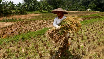 Очаква ни най-големият глобален недостиг на ориз от 20 години насам