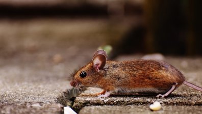 Хиляди мъртви мишки напълниха Солунския залив