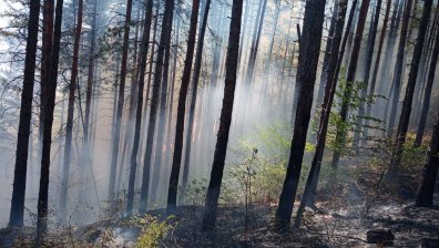 Пожарът край Добринище обвахал над 100 дка гора