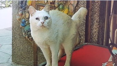 Недялко Йорданов подаде сигнал, че НПО е отвлякла котката му