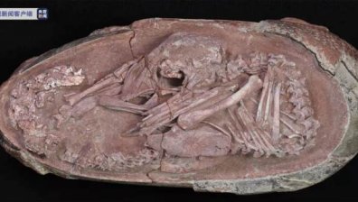 Уникална находка: В Китай откриха най-цялостния ембрион от динозавър