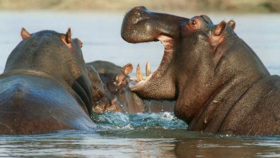 Колумбия плаща висока цена, за да се справи с хипопотамите на Пабло Ескобар