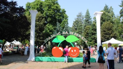 С диаметър от 38 мм: Най-едрата череша спечели конкурса в Кюстендил