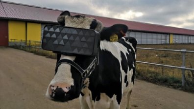 Крави в Русия носят виртуални очила, за да дават повече мляко
