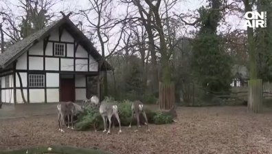 Угощение с коледни елхи в зоопарка в Берлин