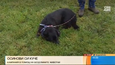 Благотворителен парад за кучета събира четириноги и техните стопани