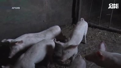 Километрични предпазни зони заради чумата в Шуменско