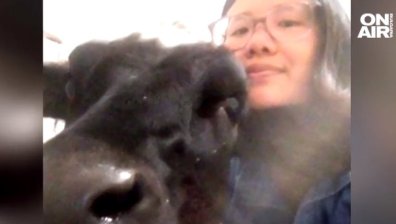 В Москва арестуваха американка, разхождала си телето на Червения площад