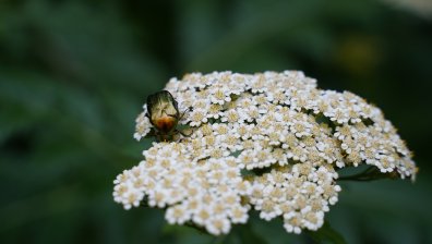 Времето днес: Слънце, летни горещини и превалявания на запад