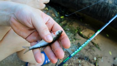 Голямо предприятие в Сопот замърсява водите на река Манастирска