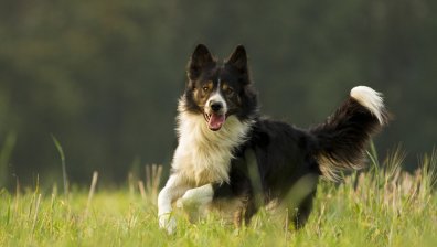 От Helpbook: Бях нападнат от агресивни кучета до ресторант "Златна рибка"