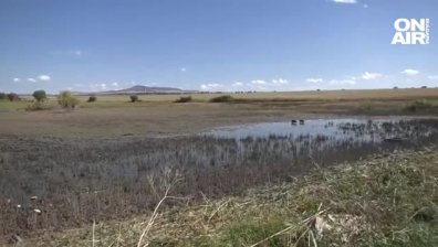 Язовир край Ямболско пресъхна, 6 тона риба умира, наемателите обвиняват общината