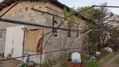 БАБХ спря дейността на незаконен развъдник, в който е родено кучето Рая