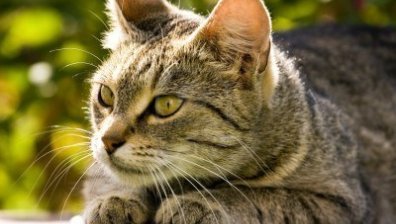 Варненци ще плащат данък "котка"