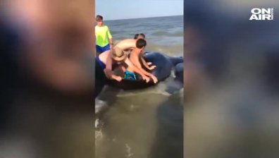 Плажуващи спасиха 50 бедстващи кита в Джорджия (Видео)